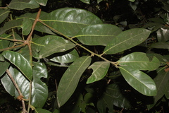 Litsea stocksii